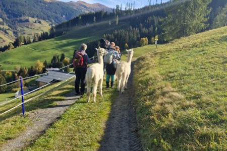 Alpakawanderung mit Karin
